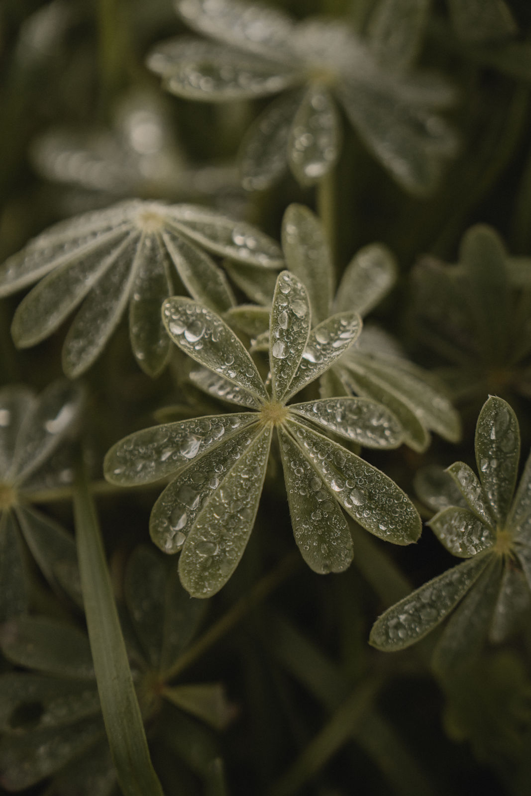 Gouttes de pluie sur des feuilles en gros plan