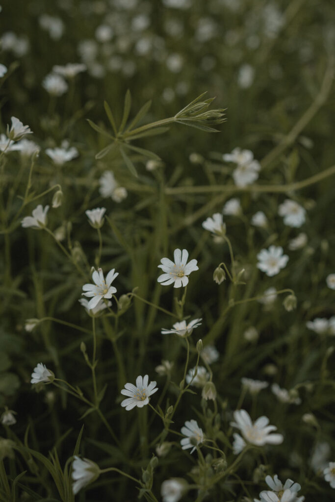 Fleurs sauvages dans une prairie au printemps