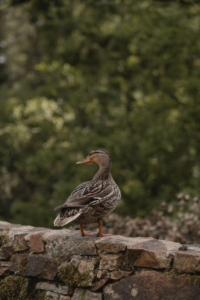 photographe-famille-nantes-162